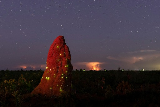 Bioluminescência no Parque Nacional das Emas