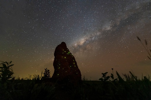 Bioluminescência no Parque Nacional das Emas