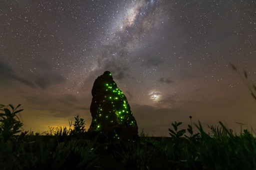 Bioluminescência no Parque Nacional das Emas